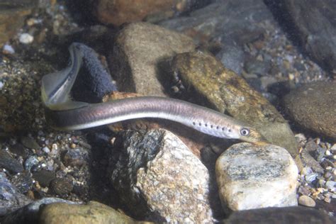 agnatha fishes|Agnatha or Jawless Fish: Everything You Need to Know.